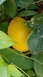 Gac fruit is de vrucht van Momordica cochinchinensis, een klimplant