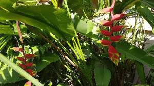 Heliconia bloem