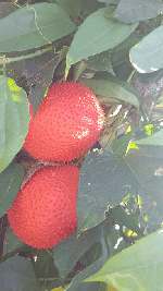 mooie vruchten Gac fruit is vrucht van Momordica cochinchinensis, een klimplant